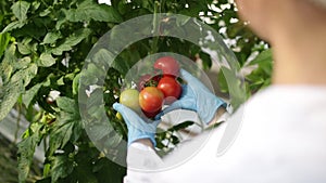 Scientist checking a tomato in the greenhouse