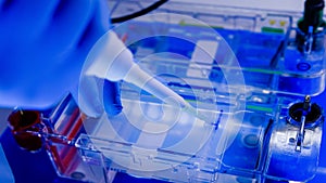 Scientist conducting the gel electrophoresis biological process as part of coronavirus research