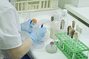 The scientist conducts research in the laboratory. Biotechnologies.