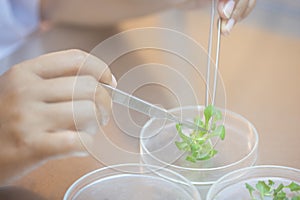 Scientist cutting plant tissue culture in petri dish, performing