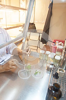 Scientist cutting plant tissue culture in petri dish, small plant testing, asparagus and other tropical plant. Thailand