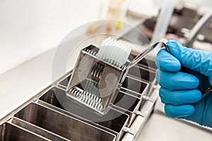 Scientist dewaxing paraffin embedded tissue samples in the laboratory. Xylene-based removal of paraffin