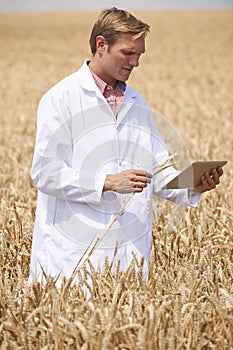 Scientist With Digital Tablet Examining Wheat Crop In Field