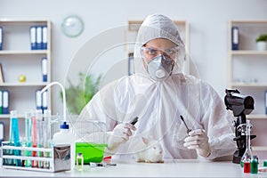 The scientist doing animal experiment in lab with rabbit