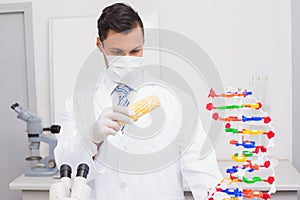 Scientist doing an experimentation on corn