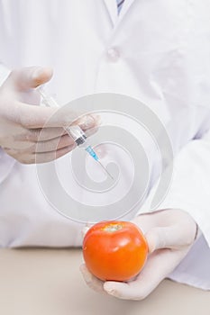 Scientist doing experimentation on tomato