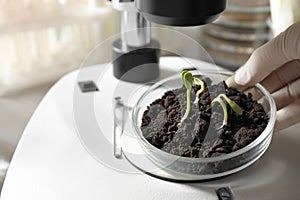 Scientist doing phytopathological testing of plants with microscope in laboratory