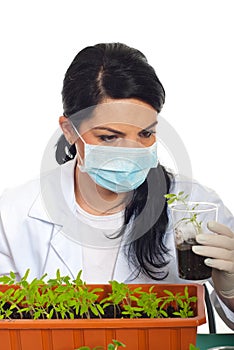 Scientist examine new plant of tomato