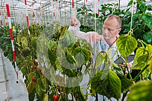 Scientist examines the insecticide