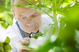 Scientist examines the insecticide