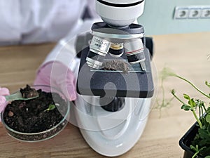 Scientist examines soil sample using microscope in laboratory
