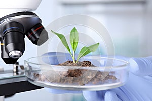 Scientist examining green plant with microscope in laboratory