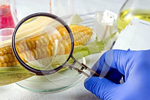 Scientist examining quality of corn seed kernels, close up of hand holding magnifying glass