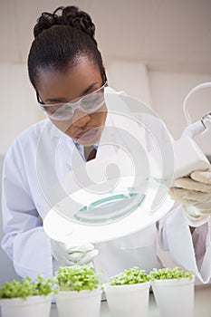 Scientist examining sprouts under heat lamp