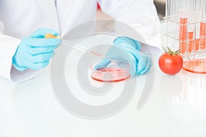 Scientist examining tomato genetic modification research