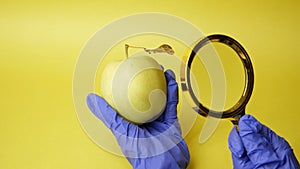 Scientist examining yellow big apple, Genetically engineered food concept