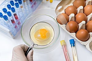 Scientist is examining yolk with magnifying glass. Eggs quality control concept.