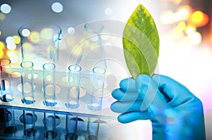 Scientist hand in blue glove holding green leaf , biotechnology