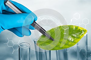 Scientist hand in blue glove holding green leaf , biotechnology