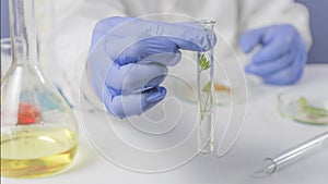 Scientist hand in blue glove holding green leaf , biotechnology concept