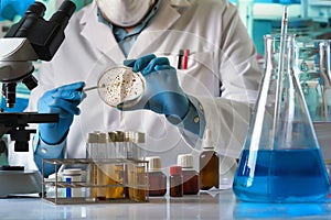 Scientist hand cultivating petri dish whit inoculation loops in