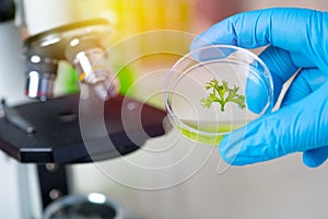 Scientist hand holding petri dish with plant leaf on microscope in lab. biotechnology research concept