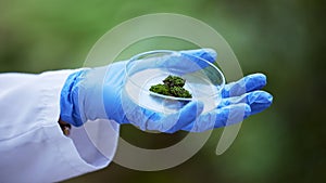 Scientist hand, petri dish and plant in nature, studying growth in forest for sustainable analysis. Ecology, science and