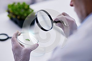 Scientist, hand and plant with petri dish and magnifying glass research for agriculture in a laboratory. Leaf, data