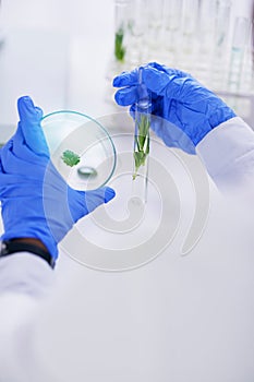 Scientist, hand and plant with petri dish and sustainability research for agriculture in a laboratory. Leaf, data