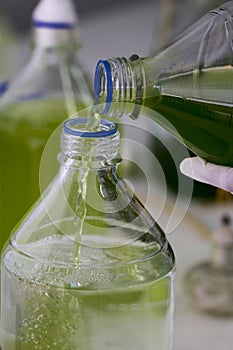 Scientist hand pouring plankton into bottles in laboratory