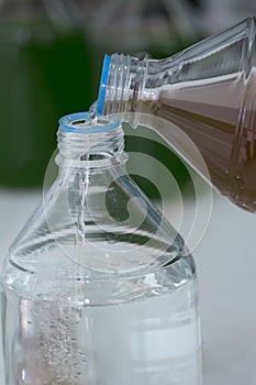 Scientist hand pouring plankton into bottles in Scientific labo