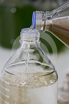 Scientist hand pouring plankton into bottles in Scientific labo