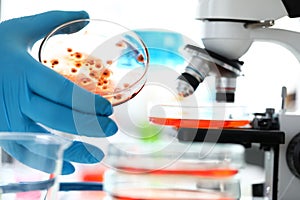 Scientist hand wearing protective glove holding petri dish