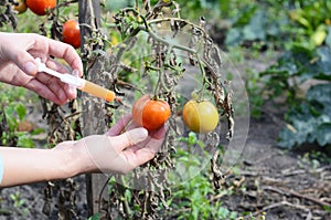 Scientist hands injecting syringe chemicals into red tomato GMO. Concept for chemical nitrates GMO or GM food. photo