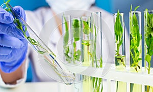 Scientist hold test tube with plant inside in laboratory.