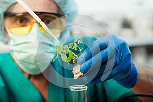 Scientist holding diseased plant