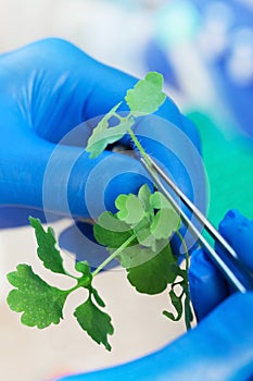 Scientist holding diseased plant