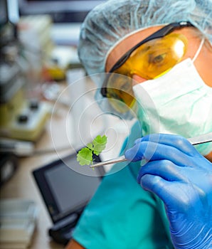 Scientist holding diseased plant focus on plant