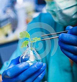 Scientist holding diseased plant focus on plant