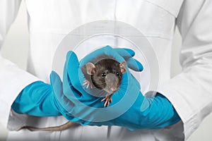 Scientist holding laboratory rat. Small rodent