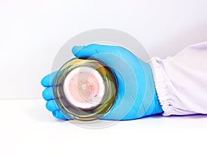 The scientist is holding Petri dish plate with Malt Extract Agar use for growth media to isolate and cultivate yeasts, molds .