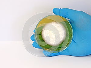 The scientist is holding Petri dish plate with Malt Extract Agar use for growth media to isolate and cultivate yeasts, molds fungi