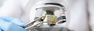 Scientist holding piece of moldy bread with tweezers near microscope closeup