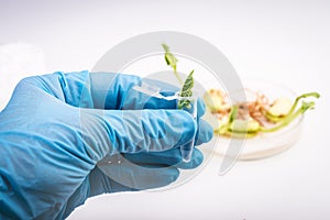 Scientist holding samples of plants