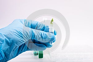 Scientist holding samples of plants