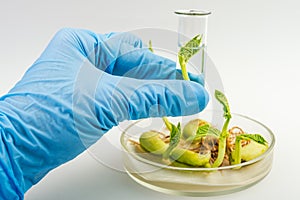 Scientist holding samples of plants