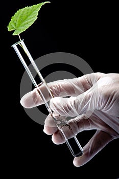 Scientist holding test tube with seedling