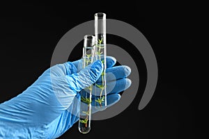 Scientist holding test tubes with plants on dark background