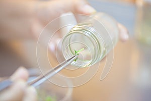 Scientist holding tongs for picking plant tissue culture in bottle, performing laboratory experiments. Small plant in test bottle