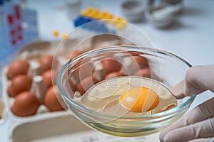 Scientist holds bowl with yolk. Food quality control concept.